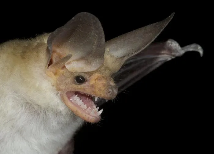 Antrozous pallidus