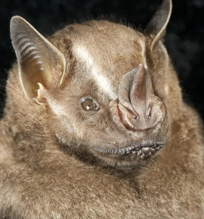 Artibeus intermedius