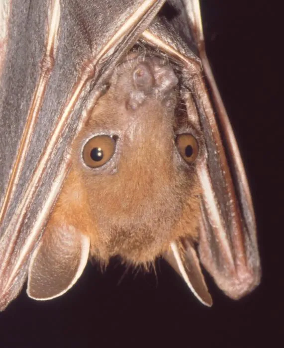 Cynopterus sphinx