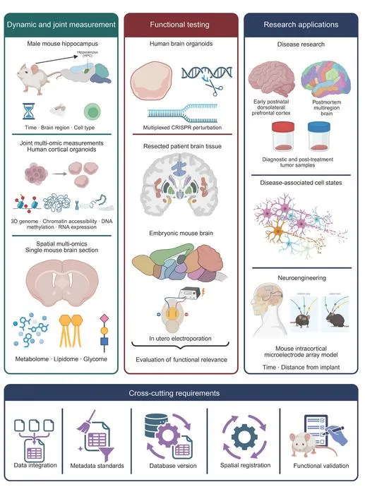 Joint measurement, functional testing, and research applications in brain multi-omics.