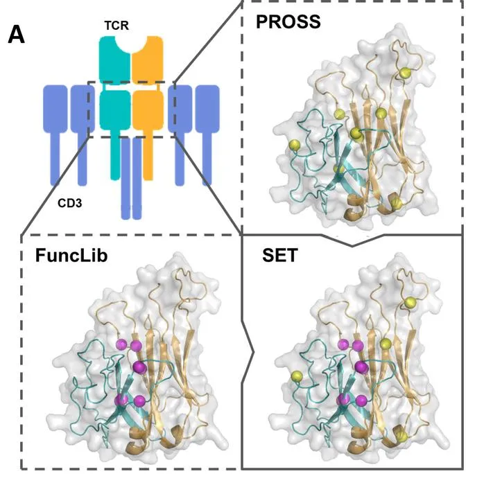Computational design of the Structurally Enhanced T-cell Receptor (SET)