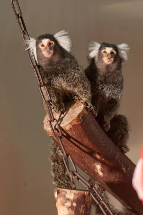 Common marmosets