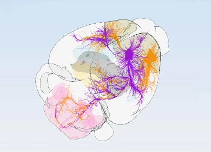 Connectivity Cortex