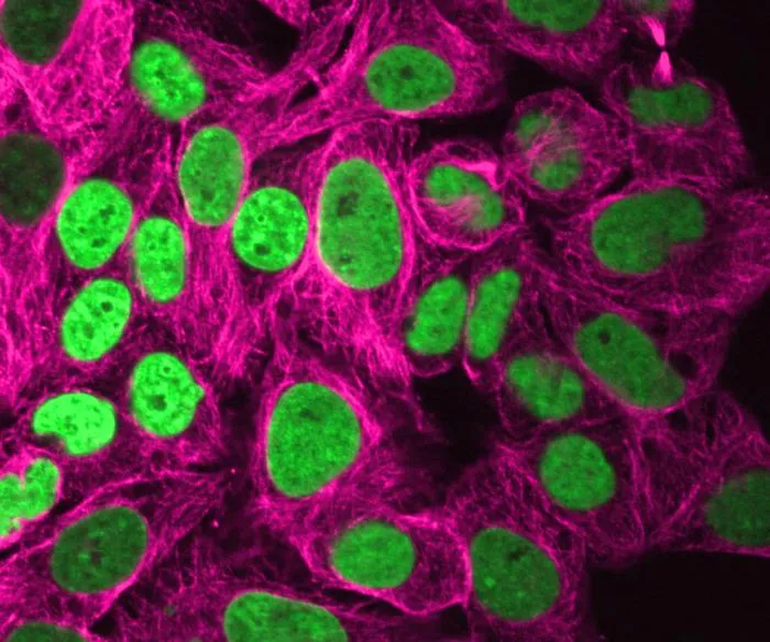 Cells' exposure to simulated microgravity