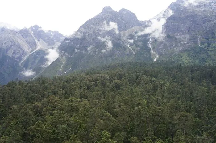 Forest plot in Lijiang