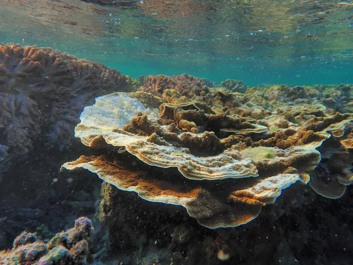 Montipora coral with a COTS feeding scar