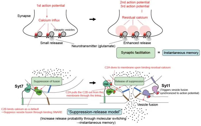 Figure 1. Mechanism of synaptic facilitation and instantaneous memory