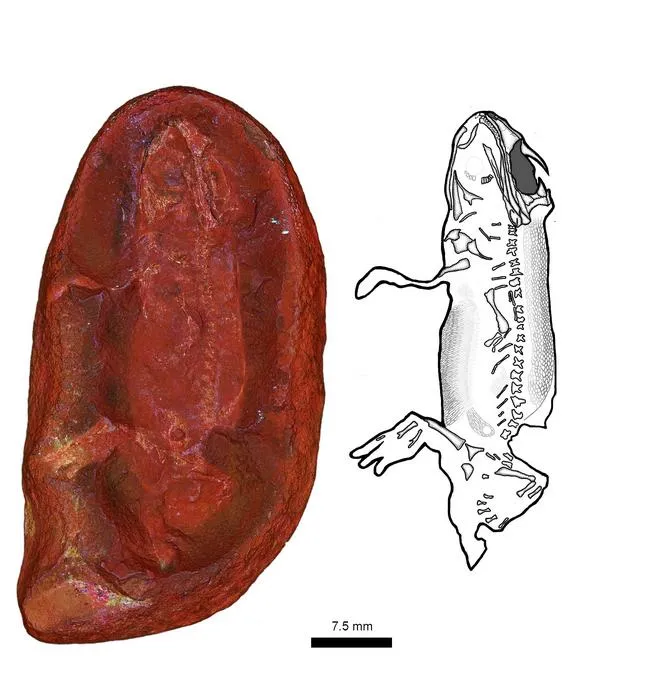 Fossil