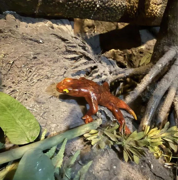 Model