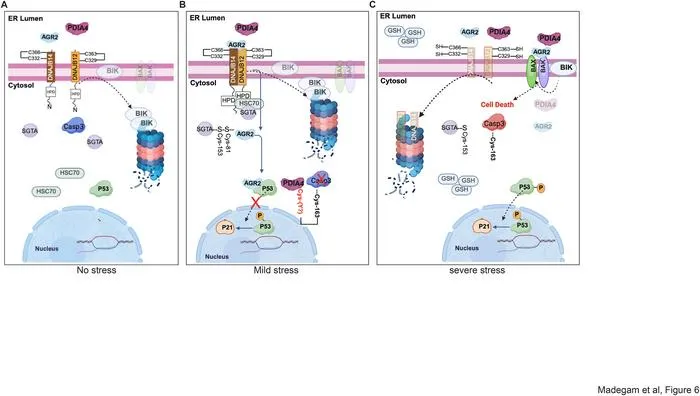 cell stress model