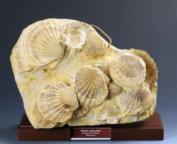 Scallops of the species Oopecten gigas (Schlotheim, 1813)