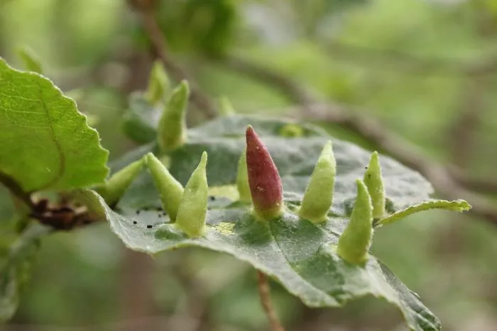 Gall on plant
