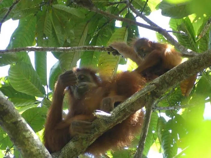 A Sumatran orangutan infant is peering at its mother
