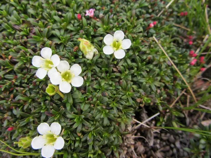 Diapensia lapponica