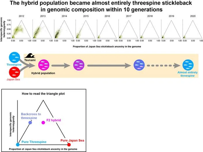 Changes in genomic composition of the hybrid population