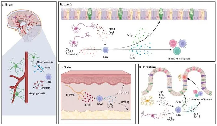 Group 2 innate lymphoid cells (ILC2s) as central mediators of neuroimmune crosstalk across tissues