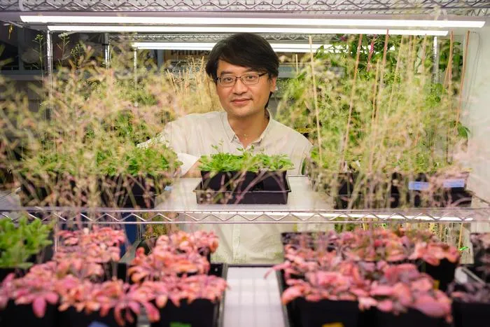 NTU Prof Miao Yansong with the model plants in the lab