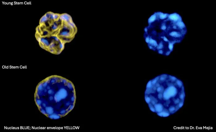 Aged and young stem cells identified by AI