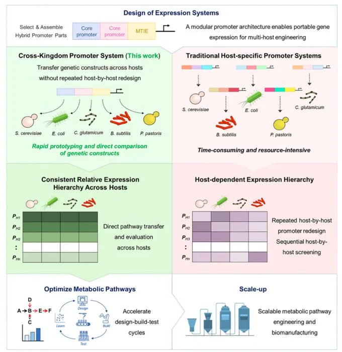 KAIST Develops a Genetic Switch That Works in Both Bacteria and Yeast