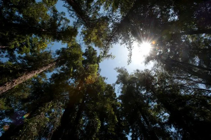 Redwood grove canopy
