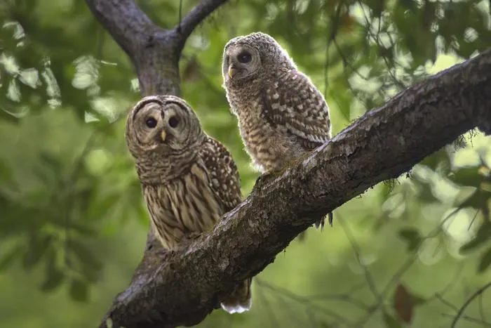 Two Barred Owls