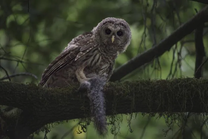 Young Barred Owl with Prey