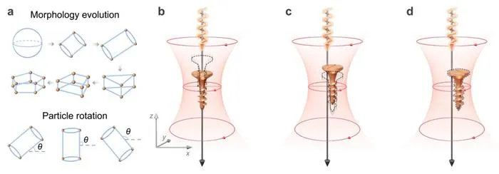 Figure 1| Morphology- and rotation-dependent optical torques.