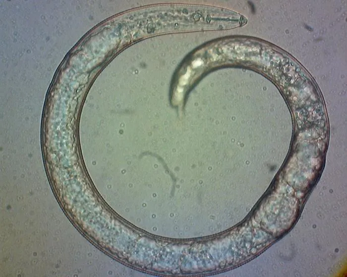 PlantMicro 2
