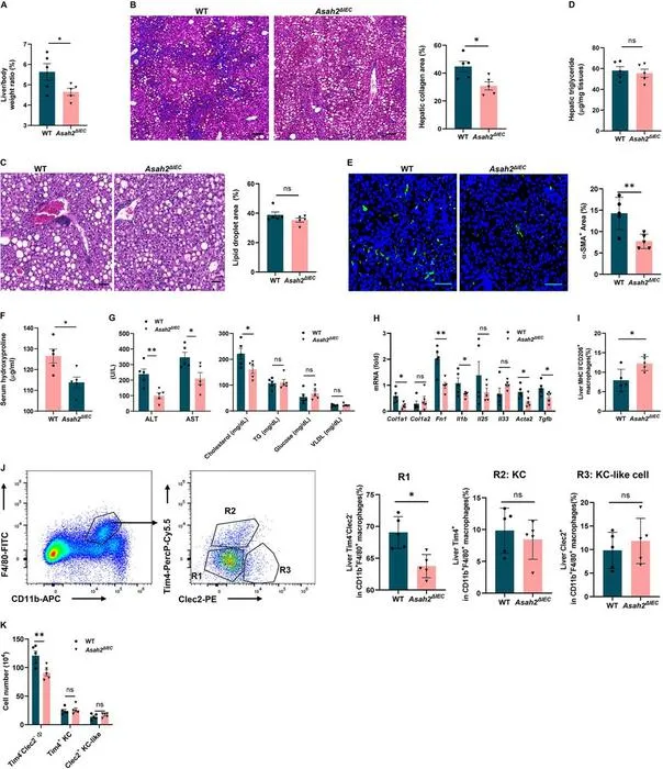 Intestinal neutral ceramidase deficiency attenuates diet-induced MASH.