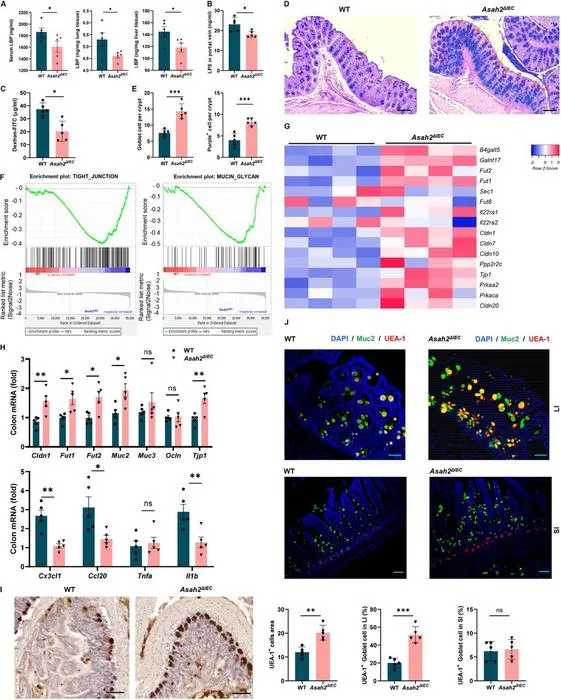 Intestinal neutral ceramidase deficiency prevents intestinal barrier dysfunction and enhances gut fucosylation in mice with MASH.