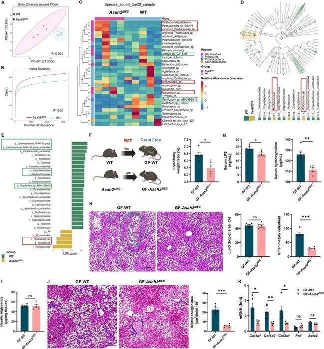 Intestinal neutral ceramidase deficiency alters gut microbiota and attenuates MASH.