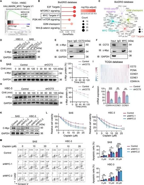 CCT2 inhibition destabilizes c-Myc and impairs both its transcriptional activity and cisplatin resistance capacity