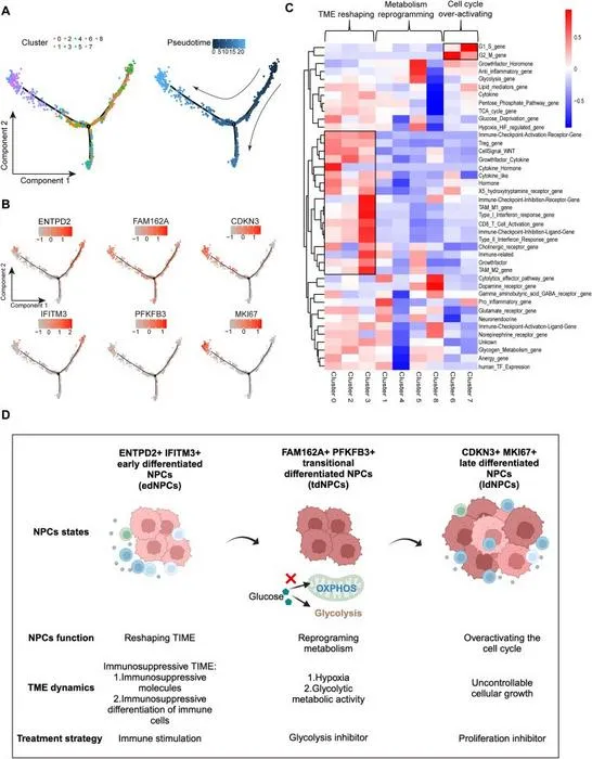 Functional plasticity of three differentiated NPC states: edNPCs reshaping TIME, tdNPCs reprogramming cellular metabolism, and ldNPCs overactivating the cell cycle.