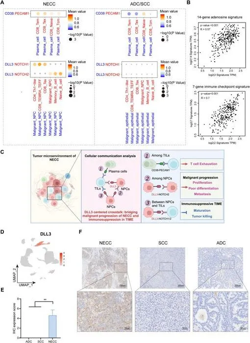 Cellular communication analysis identifies DLL3 as a pivotal hub bridging malignant progression and immunosuppression.
