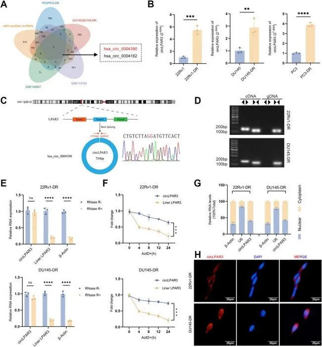 circLPAR3 is verified and characterized in docetaxel-resistant prostate cancer cells.