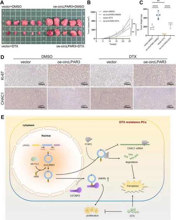 circLPAR3 increased prostate cancer cell proliferation and docetaxel resistance in CDX models.