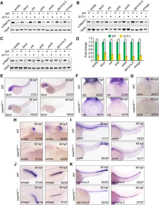 The expression of Med14 targets is reduced in med14 KO embryos