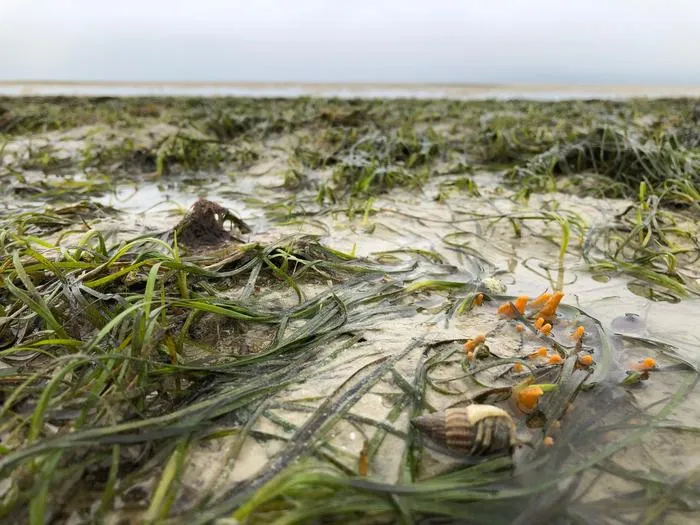 Seagrass meadow with marine life
