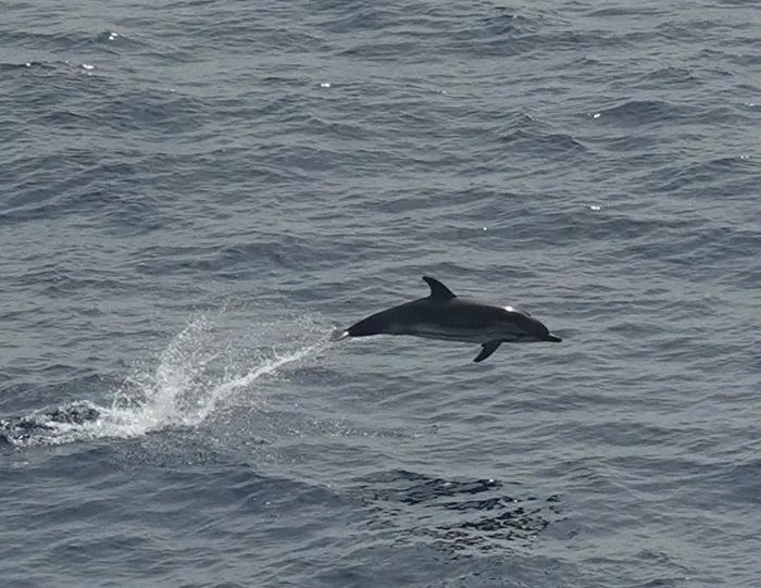 Tracking the fin whale and the sperm whale in the Mediterranean