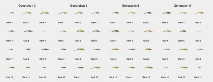 The variety of male swordtail stimuli that were generated by one female fish