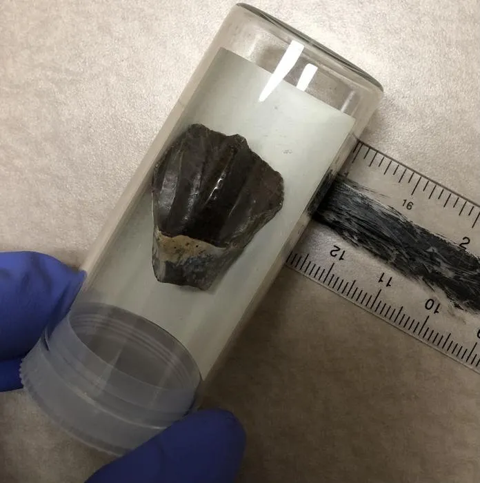 Tenontosaurus tilletti tooth