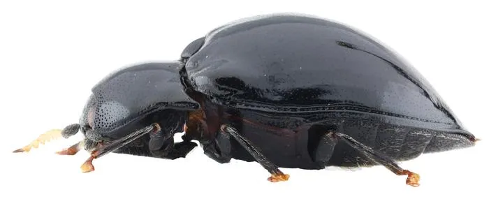Lissomus arawak