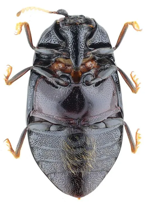 Lissomus arawak