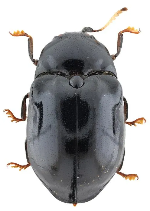 Lissomus arawak