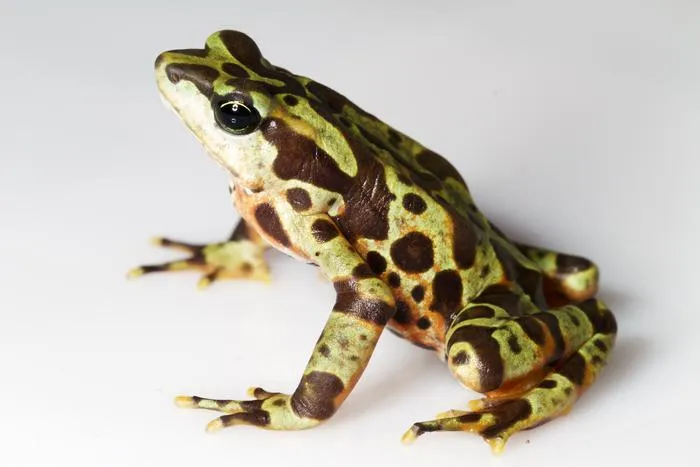Captive-bred variable harlequin frog