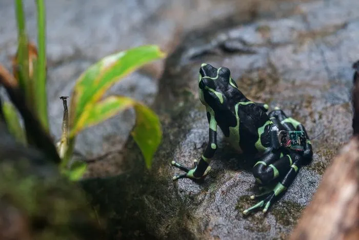 Limosa harlequin frog (Atelopus limosus) with tracker