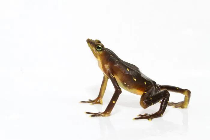 Pirri Harlequin Frog (Atelopus glyphus)