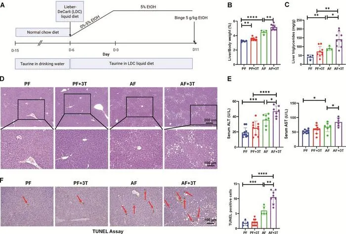 High-dose taurine treatment exacerbated liver damage and hepatic fat accumulation in an ALD mouse model.