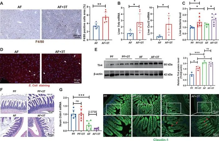 High-dose taurine supplementation exacerbated liver inflammation and bacterial translocation.