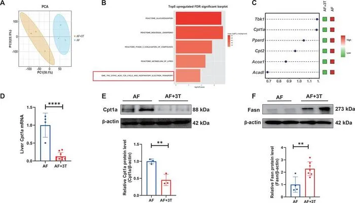 High-dose taurine supplementation decreased liver Cpt1a and increased Fasn expression.